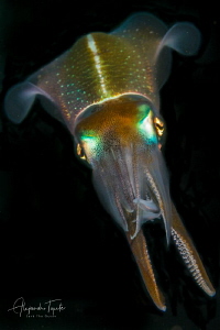 Squid in Black, Veracruz México by Alejandro Topete 